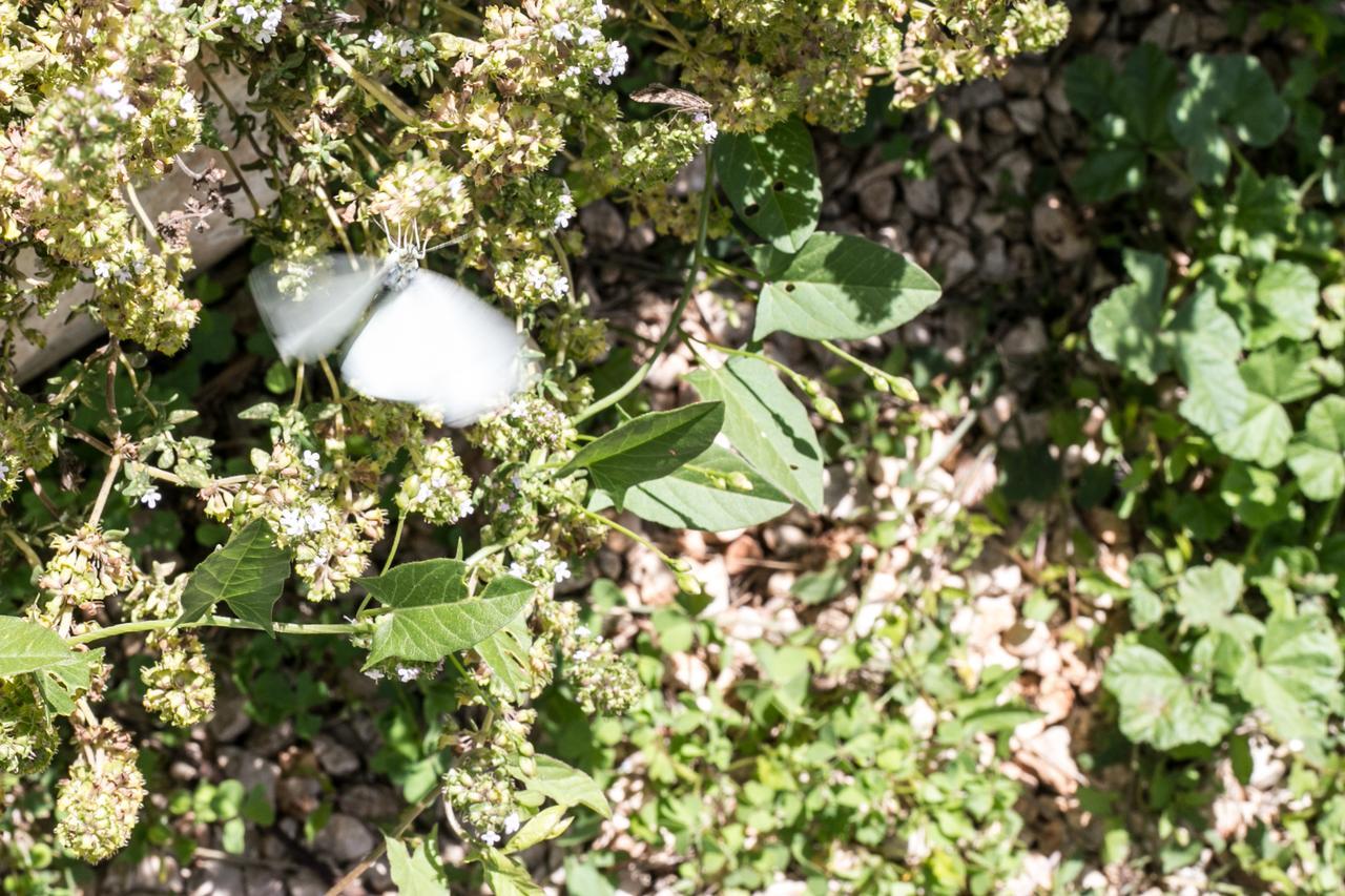 Hotel Trulli Boccadoro Ostuni Zewnętrze zdjęcie